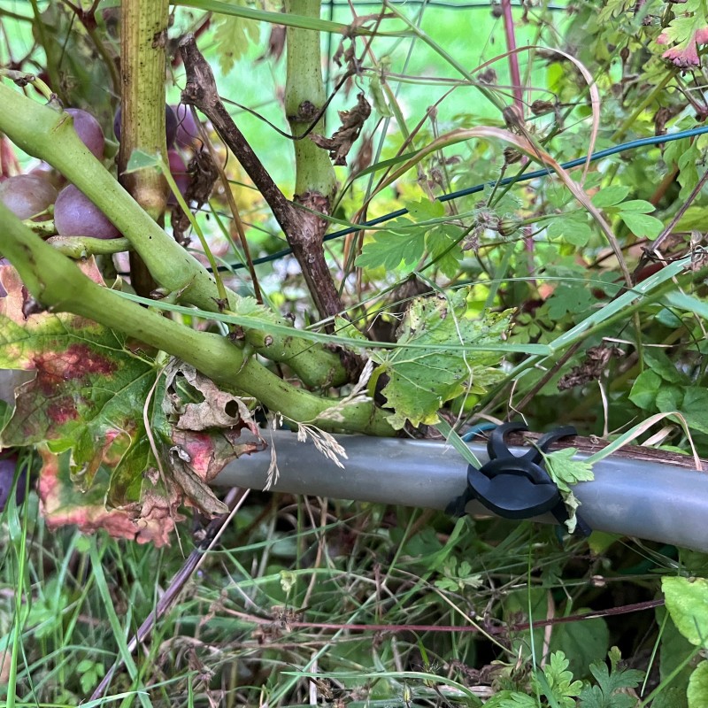 Ligature élastique en caoutchouc Etigo